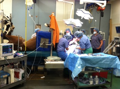 Discussion on Equine Anesthesia