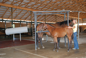 Mare In Stocks