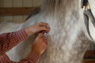 TH-LEGACY-IMAGE-ID-559-vaccinating-gray-horse-400x265