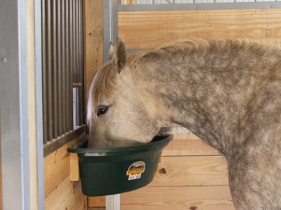 TH-LEGACY-IMAGE-ID-713-gray-horse-with-corner-feeder-400x300