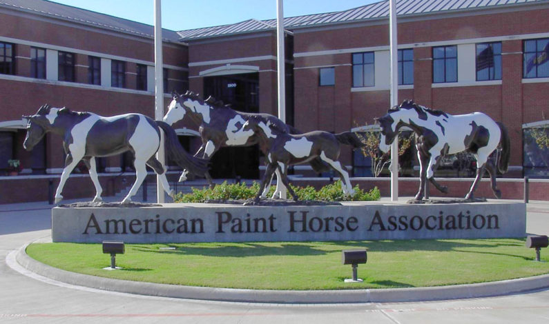 APHA debuts interactive directory for judges and professional horsemen