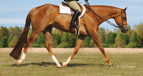 Does Size Really Matter in the Hunter Under Saddle pen?