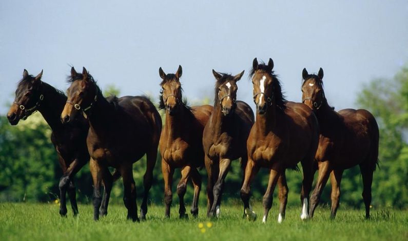 Honest evaluation of yearlings