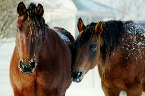 Cold weather tips for your horse