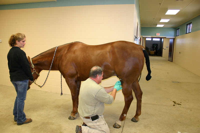 horse shoulder lameness treatment