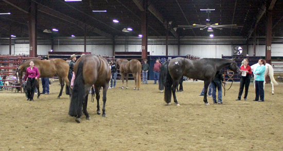 Freedom Special Appaloosa Show • Cloverdale, Indiana