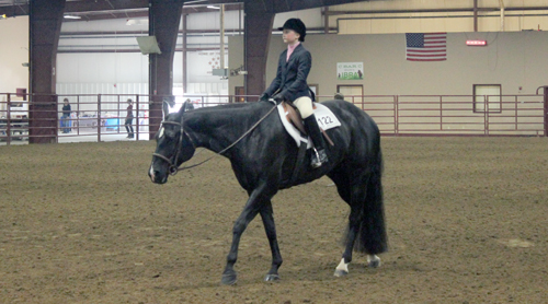 Freedom Special Appaloosa Show