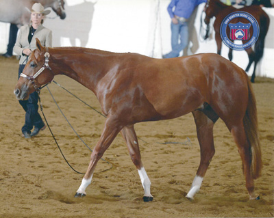 Robin Gollehon: Robin Gollehon has been very successful showing Longe Line classes at NSBA events.