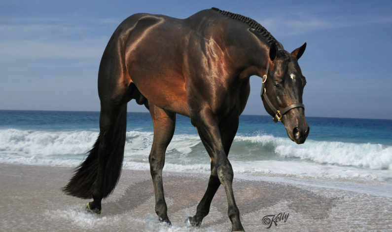 AQHA Stallion Iron Age has been donated to Ohio State University