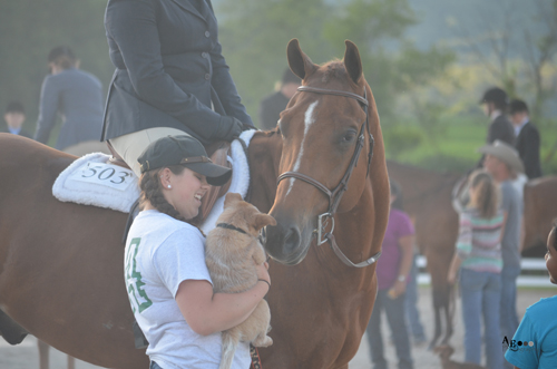 Keeping horse show dogs healthy