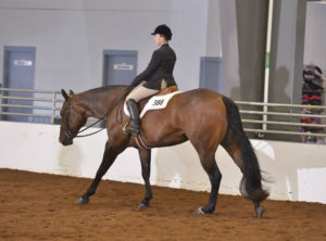 All Hours, 2009 gelding by The Radical Hour