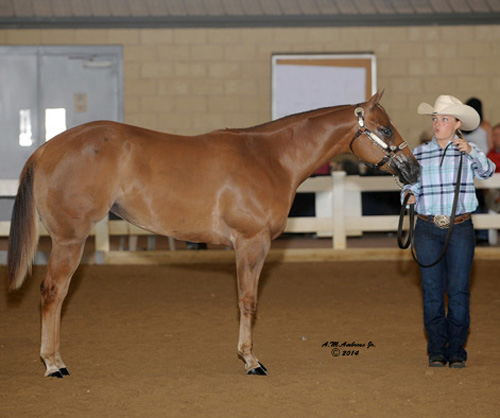 Olivia Hennelly defeats odds to compete at AQHYA World Show