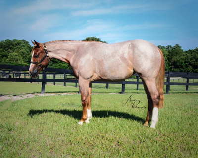 Entries Still Accepted for Congress Sale & Appaloosa World Sale