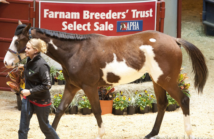 Breeders Trust Select Sale