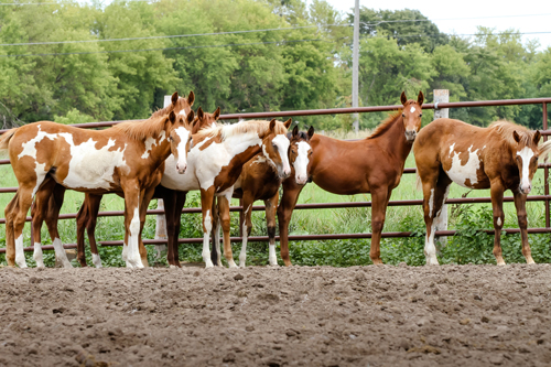 APHA Breeders’ Trust: Changes in store for 2015