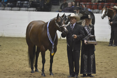 Performance Halter Mares Winner