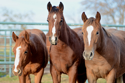 Invitation To Flash Yearlings