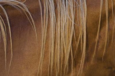 Horse's Mane Closeup