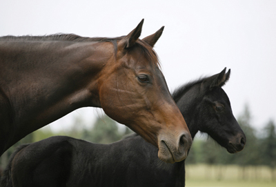 A head shot of a beautiful mare with her foal.