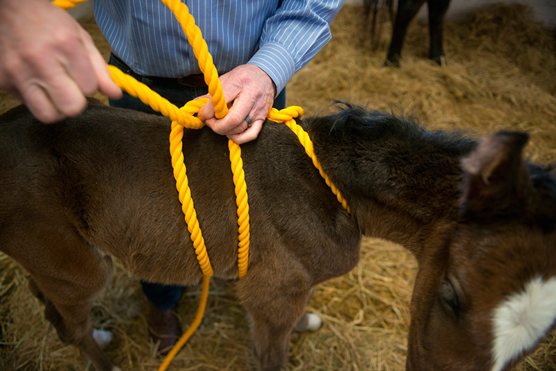 John Madigan loops a rope harness around a maladjusted  foal.