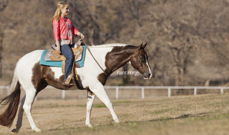 Hart Trailer awarded to top APHA Amateur Tami Dietrich-Dobbs