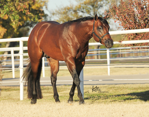 Good Machinery: AQHA sire the result of years of study
