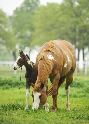 Paint Mare & Foal