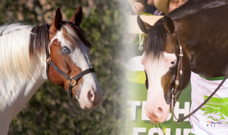 Two Paints inducted into USEF Equus Foundation Horse Stars Hall of Fame