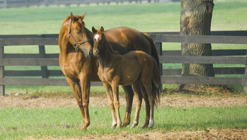 Permit To Carry: Breeding mares by utilizing embryo transfers