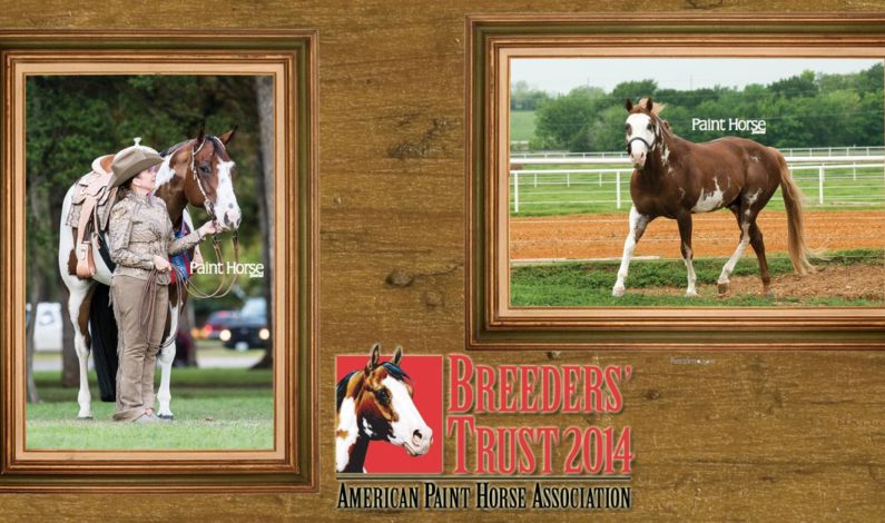 Zippos Sensation, Timeless Assets top the 2014 APHA Breeders Trust charts