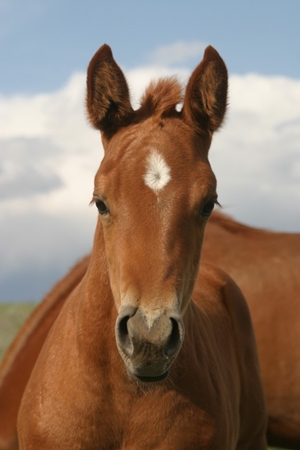 Foal Photo