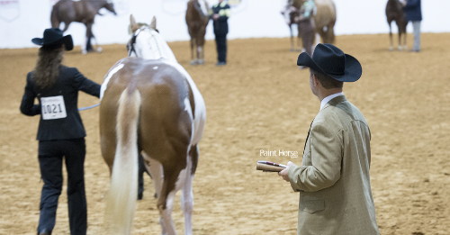 Nine new judges earn their cards from the American Paint Horse Association