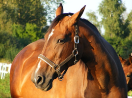 damage-liability-and-horses