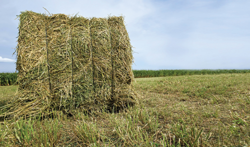 Hay Daze: Understanding what you are feeding