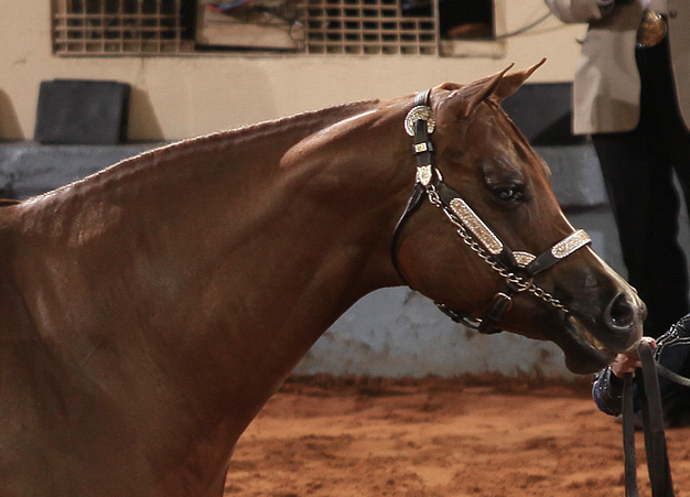 Lip Chains: AQHA’s ban starting in 2016 sparks debate