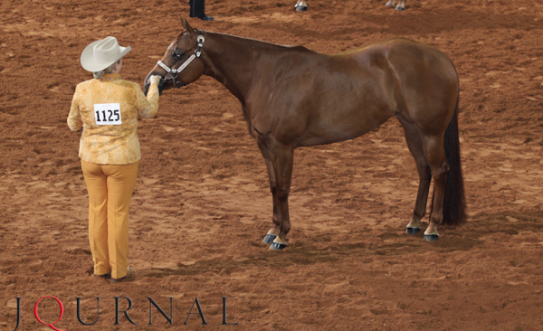 Schooling Numbers Encouraged at AQHA World Shows