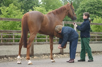 What to do for horses that ‘knuckle over’ due to acquired flexural deformity