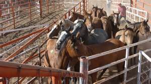 Recent developments in horse slaughter industry likely to bring about some changes