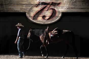 AQHA World Show Sale to Feature Ranch Horses