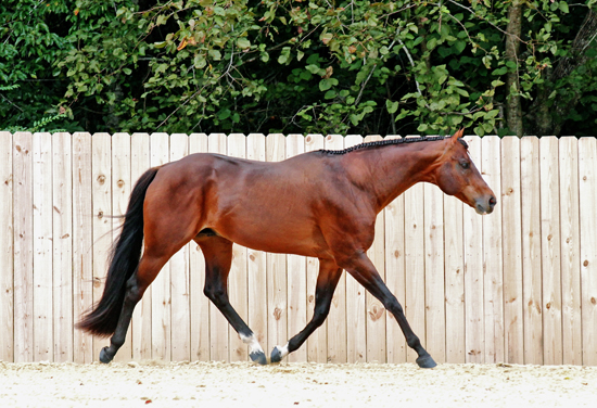 Capall Creek Farm: Smith family dedicated to Hunter Under Saddle ...