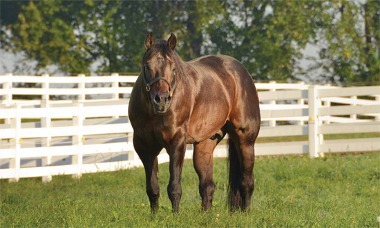 AQHA stallion breeding report forms must be submitted by November 30