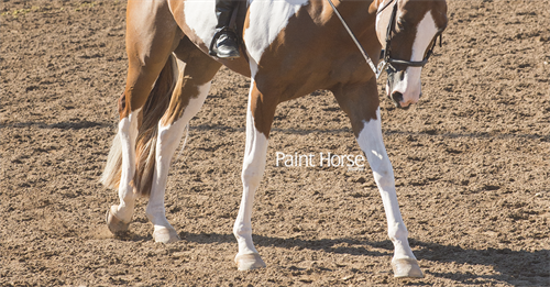 Be aware of APHA program and rule changes for 2016