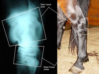 hock horses arthritis quarter common equine horse tarsus health instrideedition veterinary many bandage stack diagram