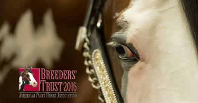 Breeders Trust deadline extended for stallion owners