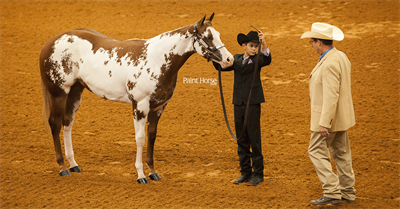 Eleven new judges approved by APHA for 2019 Show Season