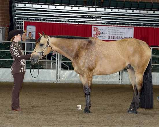 Iowa AQHA Circuit • June 5-11, 2016 • Des Moines, Iowa