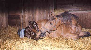 foal-newborn