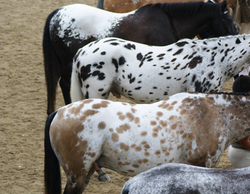The Appaloosa Horse  Great Horses Benefit From Great Supplements
