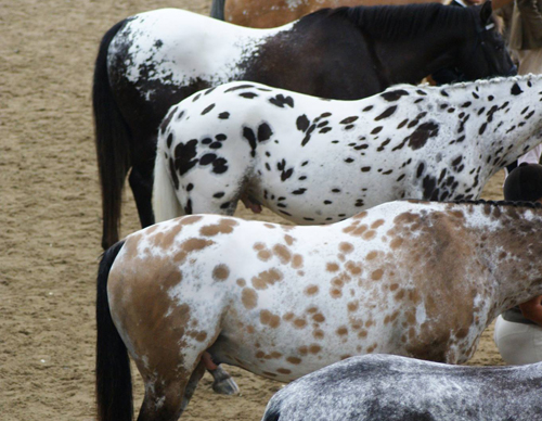 Appaloosa Heritage – Appaloosa News