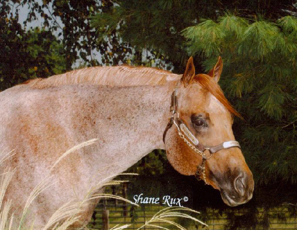 Hall Of Fame Sire Zippos Mr Good Bar dies at age 32 | InStrideEdition